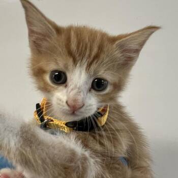 Wraith -  Domestic Short Hair Cat for Adoption in New York, New York - Wraith | PetCurious