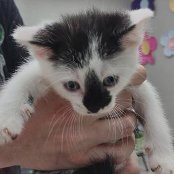 Domestic Short Hair Cats Available for Adoption in Hannibal, Missouri - Atlas | PetCurious