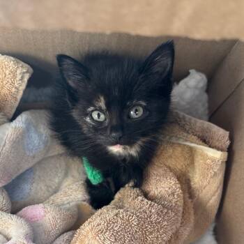 Sephora -  Domestic Short Hair Cat for Adoption in Columbia, Missouri - Sephora | PetCurious