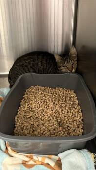 fancy -  Domestic Short Hair Cat for Adoption in Burgaw, North Carolina - Fancy | PetCurious