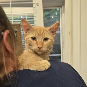 Reese -  Domestic Short Hair Cat for Adoption in Phoenixville, Pennsylvania - Reese | PetCurious