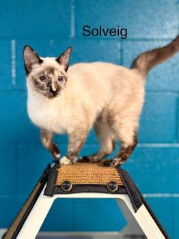 Siamese Cats Available for Adoption - Solveig - Tortie Point Siamese Kitten | PetCurious