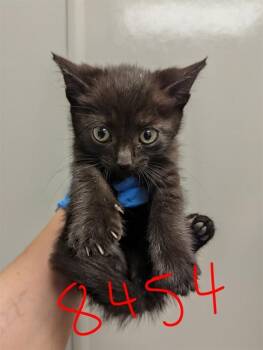 Domestic Short Hair Cats Available for Adoption in Ontario, California - DOLLY - NEEDS A FOSTER | PetCurious