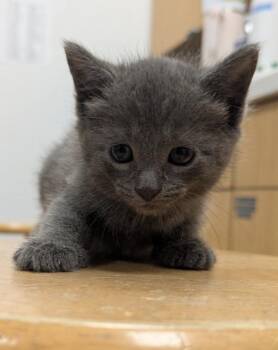 Domestic Short Hair Cats Available for Adoption - Arizona | PetCurious