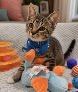 American Shorthair Cats Available for Adoption in Homestead, Florida - Bo Peep | PetCurious