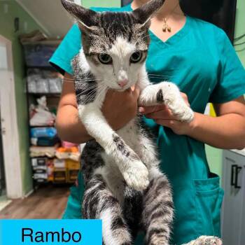 Rambo -  Domestic Short Hair Cat for Adoption in Tampa, Florida - Rambo | PetCurious