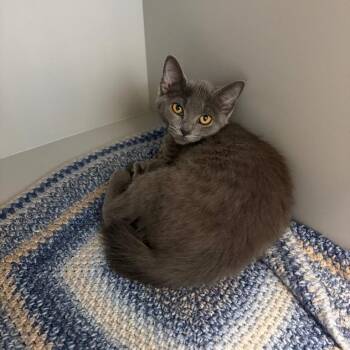 Gemini -  Domestic Short Hair Cat for Adoption in Nevada, Missouri - Gemini | PetCurious