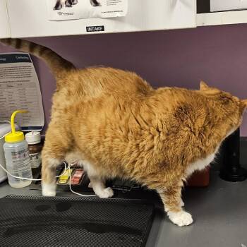 Charlie -  American Shorthair Cat for Adoption in Cedar Rapids, Iowa - Charlie | PetCurious