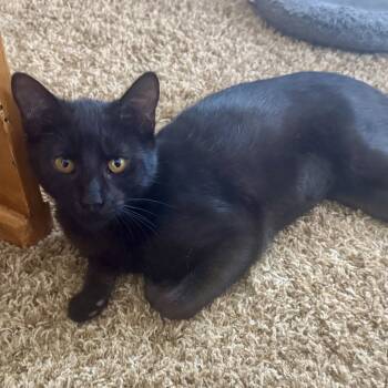 Rescue Domestic Short Hair Cats for Adoption in Los Angeles, California - Wednesday Addams | PetCurious
