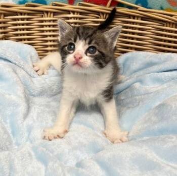 Chuck -  Domestic Medium Hair Cat for Adoption in Benld, Illinois - Chuck | PetCurious