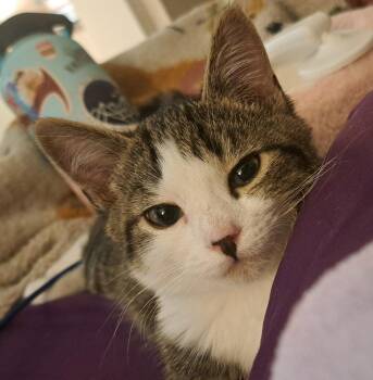 Beckett -  Domestic Short Hair Cat for Adoption in San Tan Valley, Arizona - Beckett | PetCurious