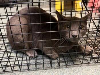 Heidi - Working Cat -  Domestic Short Hair Cat for Adoption in Fairfax, Virginia - Heidi - Working Cat | PetCurious