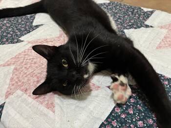 Domestic Short Hair Cats Available for Adoption in Oviedo, Florida - Vox | PetCurious