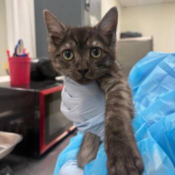 Grandpa -  Domestic Short Hair Cat for Adoption in Pekin, Illinois - Grandpa | PetCurious