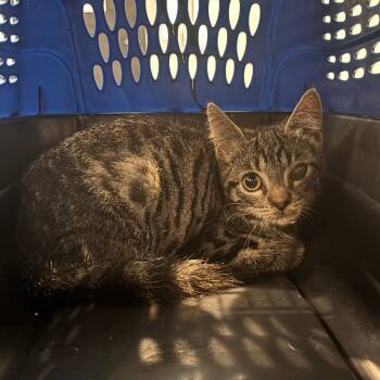 Turbo -  Domestic Short Hair Cat for Adoption in Allentown, Pennsylvania - Turbo | PetCurious