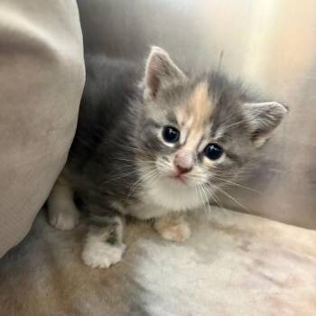 26-240 Maple -  Domestic Short Hair Cat for Adoption in North Branford, Connecticut - 26-240 Maple | PetCurious