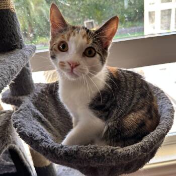 Rescue Domestic Short Hair Cats for Adoption in Visalia, California - Phoebe | PetCurious