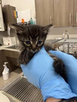 Domestic Short Hair Cats Available for Adoption in Baytown, Texas - ATLAS | PetCurious