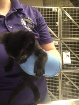 A429829 -  Domestic Short Hair Cat for Adoption in Conroe, Texas - A429829 | PetCurious