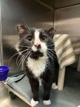 PHOENIX -  Domestic Short Hair Cat for Adoption in Delson, Quebec - PHOENIX | PetCurious