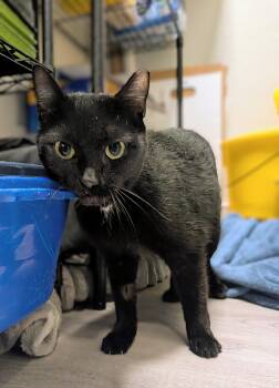 Domestic Short Hair Cats Available for Adoption - Kiersten  | PetCurious