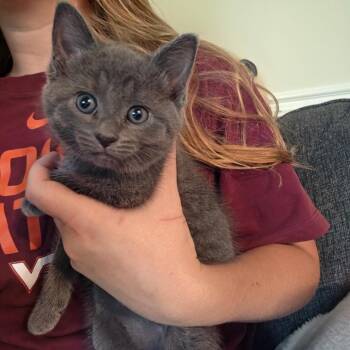 Bull -  Domestic Short Hair Cat for Adoption in La Grange, Kentucky - Bull | PetCurious