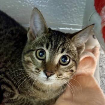 Wisteria -  Domestic Short Hair Cat for Adoption in Lansing, Michigan - Wisteria | PetCurious