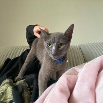 Blinker Fluid -  Domestic Short Hair Cat for Adoption in Beulaville, North Carolina - Blinker Fluid | PetCurious