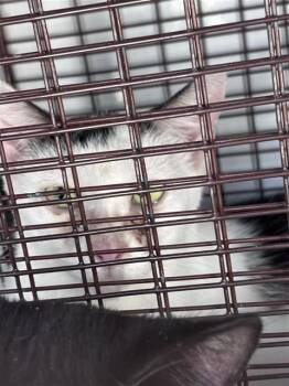 A662398 -  Domestic Short Hair Cat for Adoption in Houston, Texas - A662398 | PetCurious