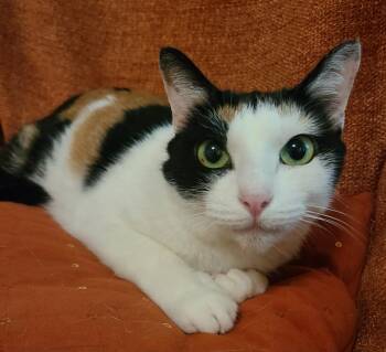 Rescue Domestic Short Hair Cats for Adoption in Ellijay, Georgia - Zelda | PetCurious