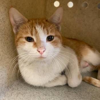Domestic Short Hair Cats Available for Adoption in Memphis, Tennessee - East | PetCurious