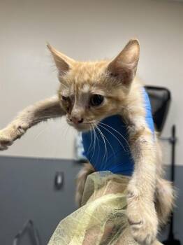 TINSLEY -  Domestic Short Hair Cat for Adoption in Las Vegas, Nevada - TINSLEY | PetCurious