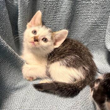 Kylian Mbappe -  American Shorthair Cat for Adoption in Houston, Texas - Kylian Mbappe | PetCurious