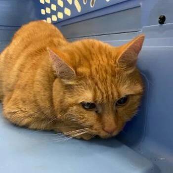 Cher -  Domestic Short Hair Cat for Adoption in Lynchburg, Virginia - Cher | PetCurious
