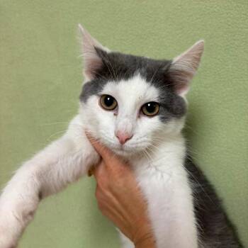 Hammy -  Domestic Short Hair Cat for Adoption in Waterloo, Iowa - Hammy | PetCurious