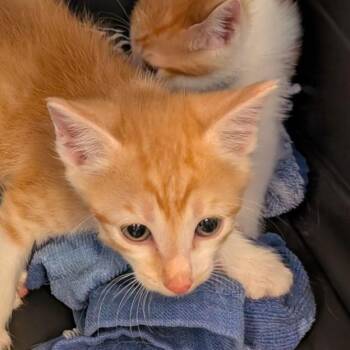 Lasagna -  Domestic Short Hair Cat for Adoption in Fairport, New York - Lasagna | PetCurious