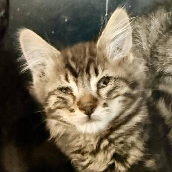 Jax -  Domestic Short Hair Cat for Adoption in Palm Springs, California - Jax | PetCurious