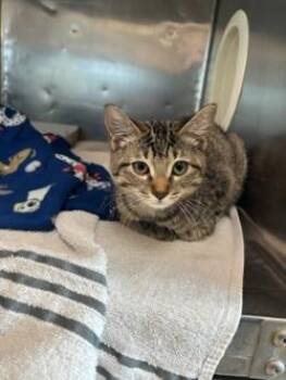 Eighteen -  American Shorthair Cat for Adoption in El Paso, Texas - Eighteen | PetCurious