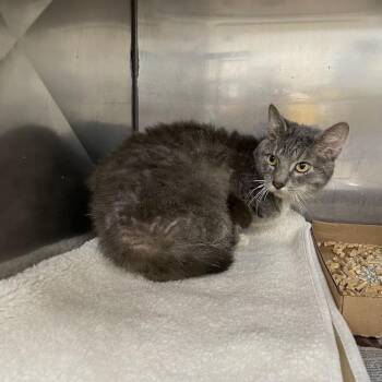 Bodhi -  Domestic Short Hair Cat for Adoption in Lyndhurst, Virginia - Bodhi | PetCurious
