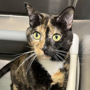 Magnolia -  Domestic Short Hair and Mixed Breed Cat for Adoption in Palm Springs, California - Magnolia | PetCurious