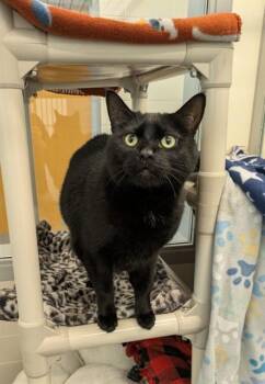 BRUNO -  Domestic Short Hair Cat for Adoption in Leesburg, Virginia - BRUNO | PetCurious