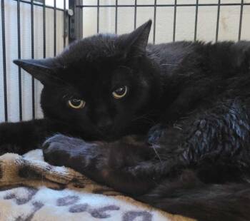 Jacob -  Domestic Short Hair Cat for Adoption in Toronto, Ontario - Jacob | PetCurious