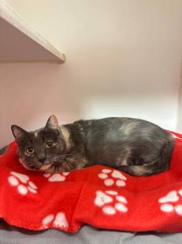 Muffin (Hillmont) -  Domestic Short Hair Cat for Adoption in Johnson City, Tennessee - Muffin (Hillmont) | PetCurious
