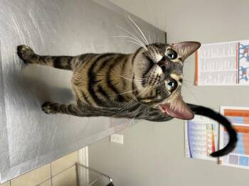 Juniper & Hazel -  Bengal Cat for Adoption in Clarksburg, Ontario - Juniper & Hazel | PetCurious