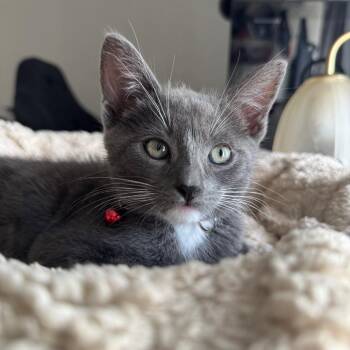 Canvas -  Domestic Medium Hair Cat for Adoption in Westminster, California - Canvas | PetCurious
