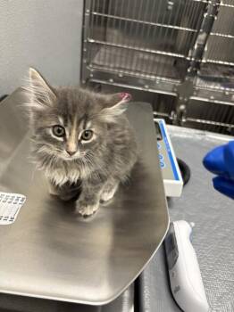 ARRIETTY -  Domestic Medium Hair Cat Available for Adoption in Las Vegas, Nevada - ARRIETTY | PetCurious