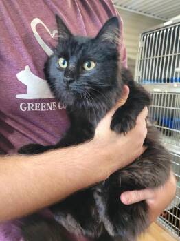 Sarabeth -  Domestic Long Hair Cat for Adoption in Linton, Indiana - Sarabeth | PetCurious
