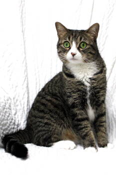 Rescue Tabby and Domestic Short Hair Cats for Adoption in Buford, Georgia - Evie | PetCurious