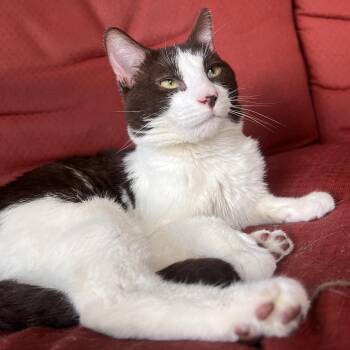 Pizza Puff -  Domestic Short Hair Cat for Adoption in Stoughton, Wisconsin - Pizza Puff | PetCurious