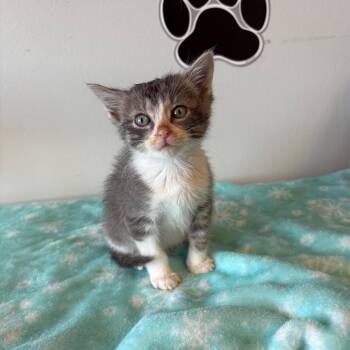 Domestic Short Hair Cats Available for Adoption in Little Rock, Arkansas - Donald 26-023 | PetCurious